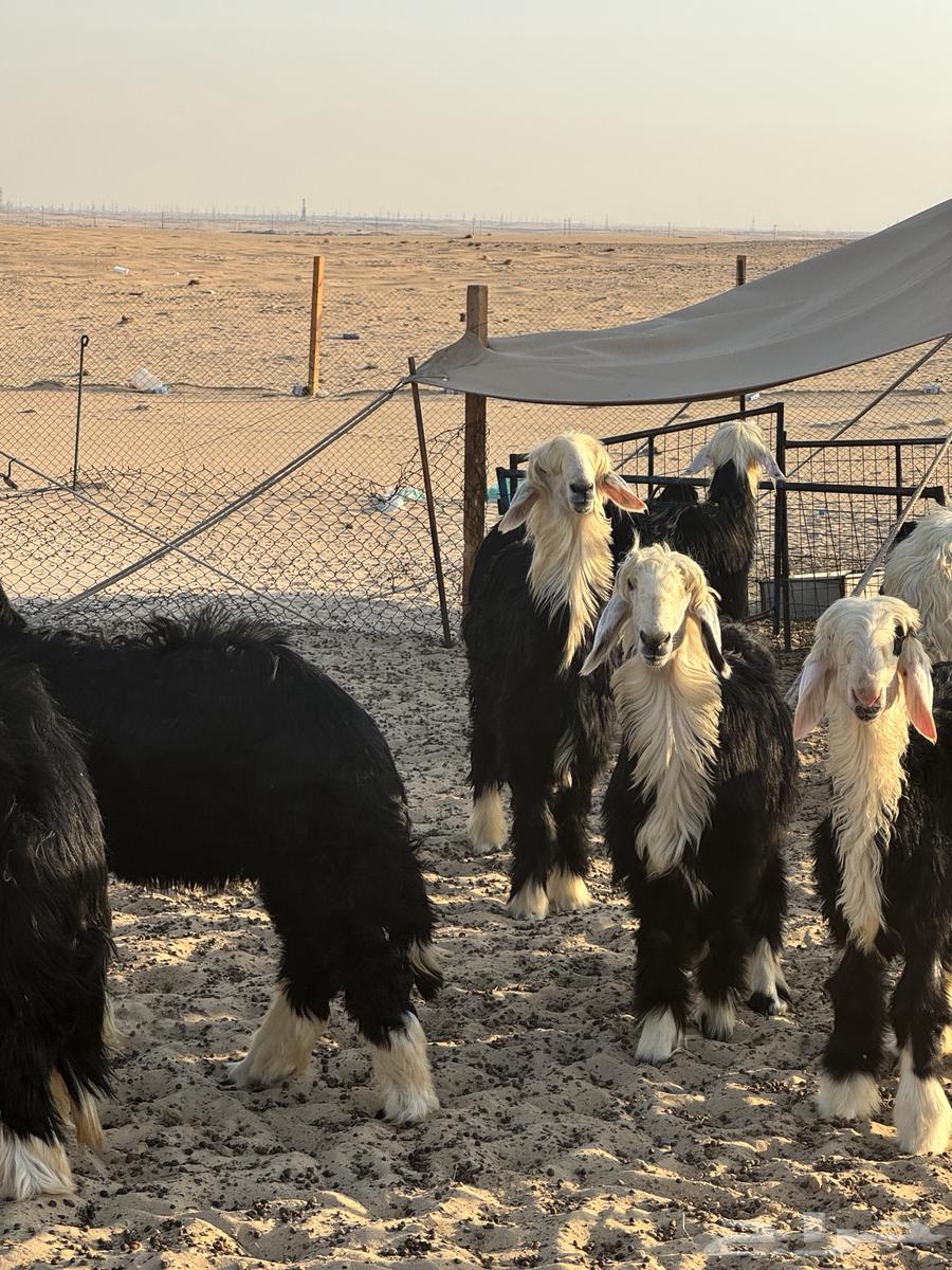 طليان نجد جذعان بريه نظيفه طيبه للبيع جمله وتفريد64476266789890110