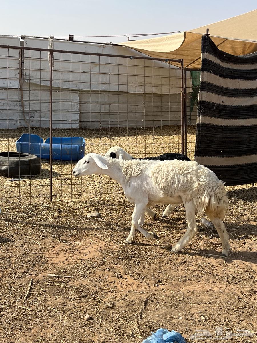 للبيع ثنوات حريات والد64473457240321112