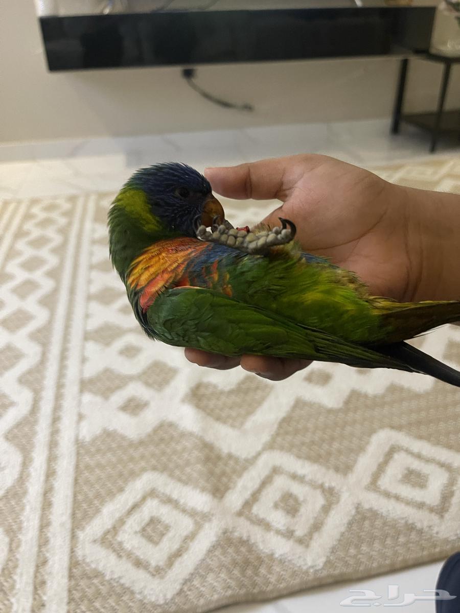 بغبغاء لوري للبيع64474444344835112