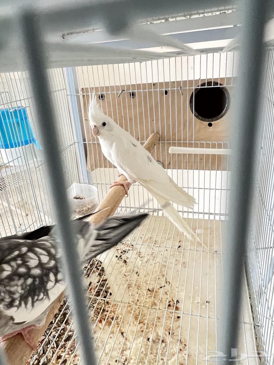 Creamy Face & Blemish Crown Pair, Rare Product64475681045377110