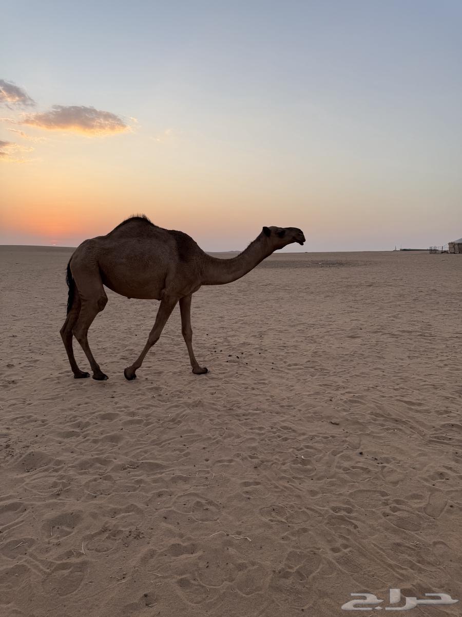 Safra Khufoth Am Theni64477143908866112