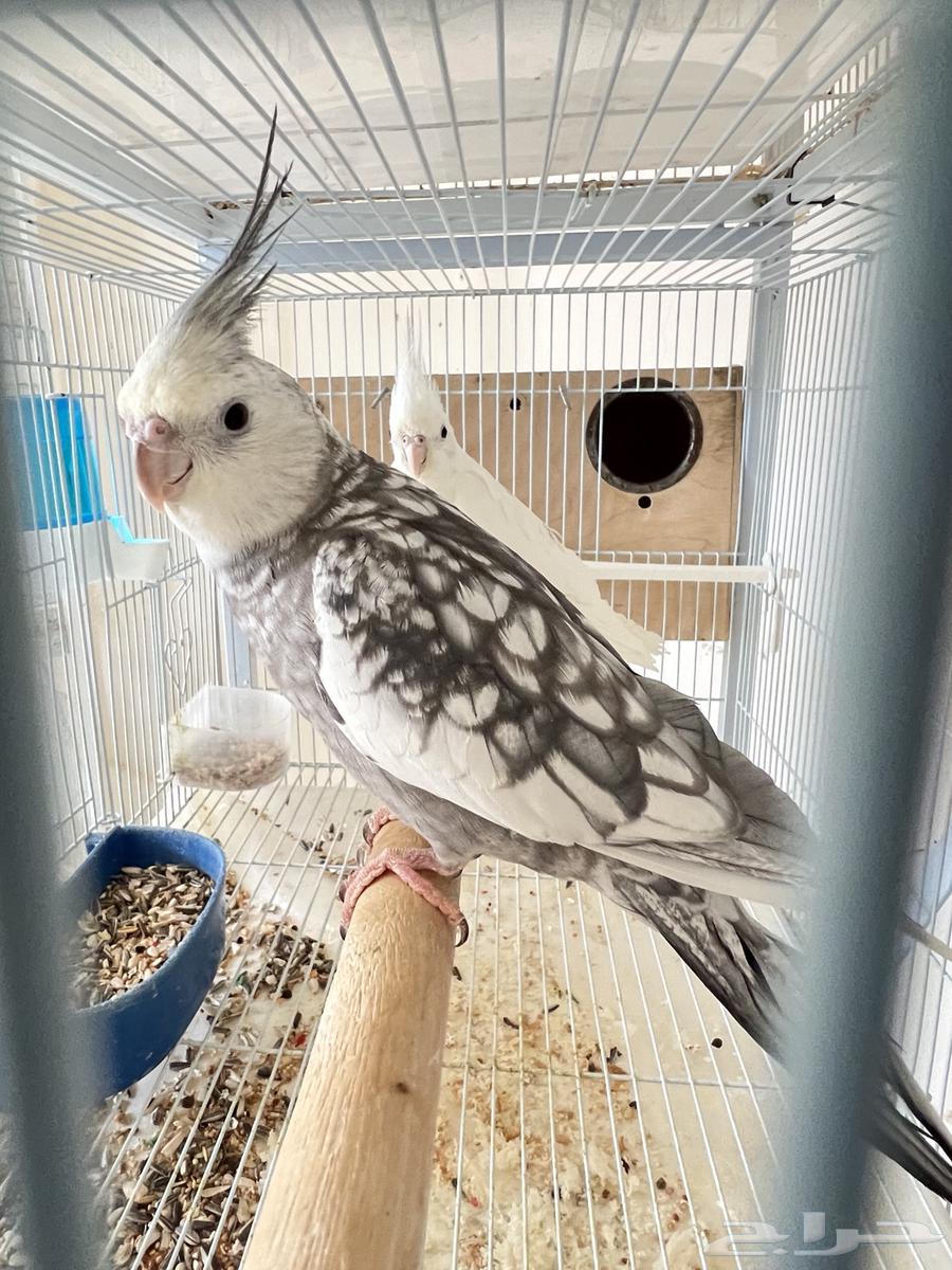 Creamy Face & Blemish Crown Pair, Rare Product64475681045377112