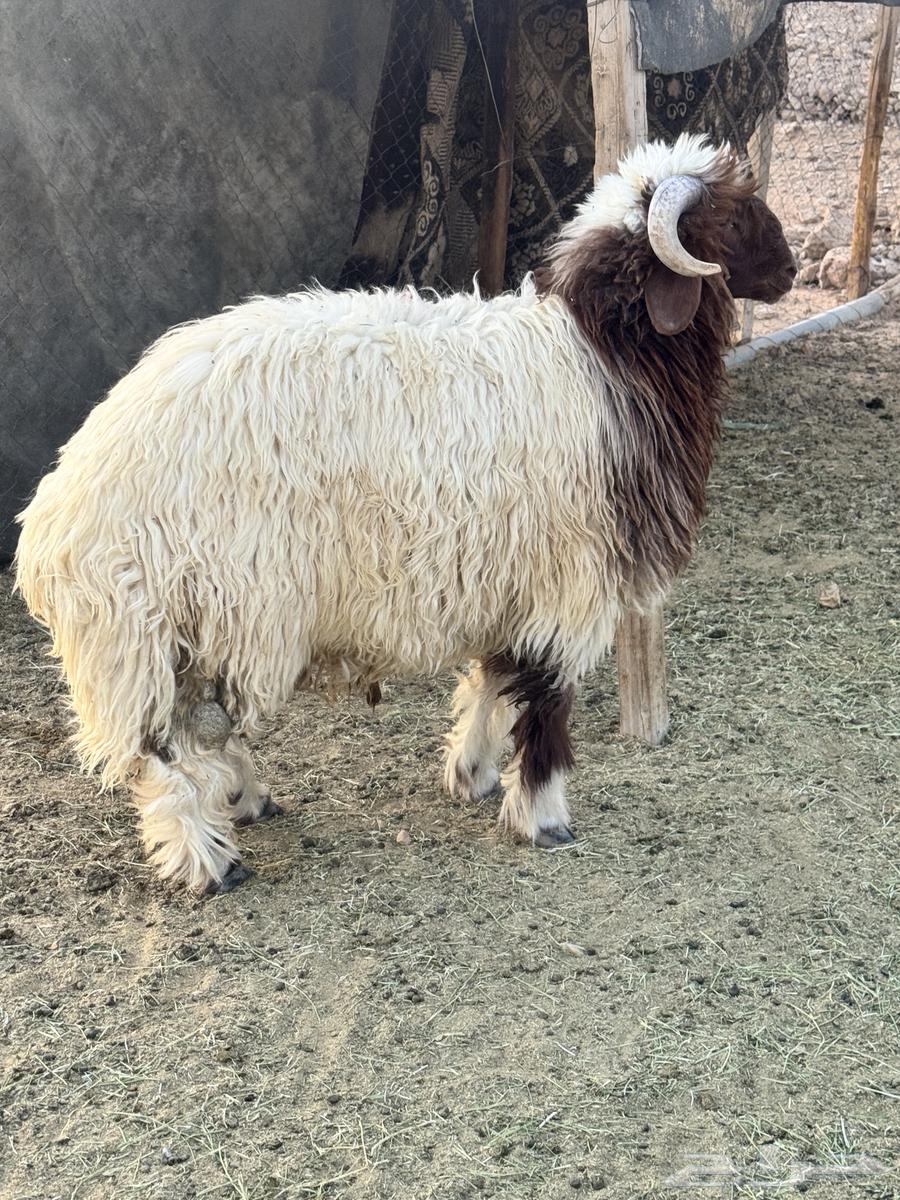 للبيع ذبايح نعيم بلدي64473332106627110