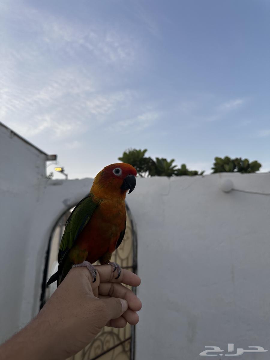 للبيع كنيور اليف جدا64472844491778110