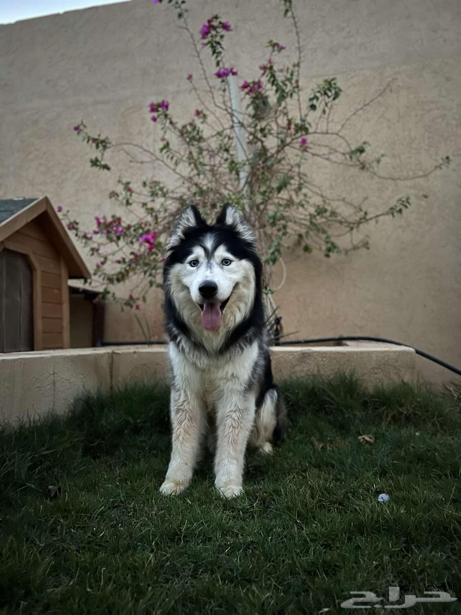 كلب هاسكي للبيع64472602888961110