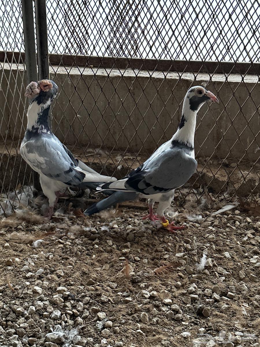 Jawz Karir64473527081217112