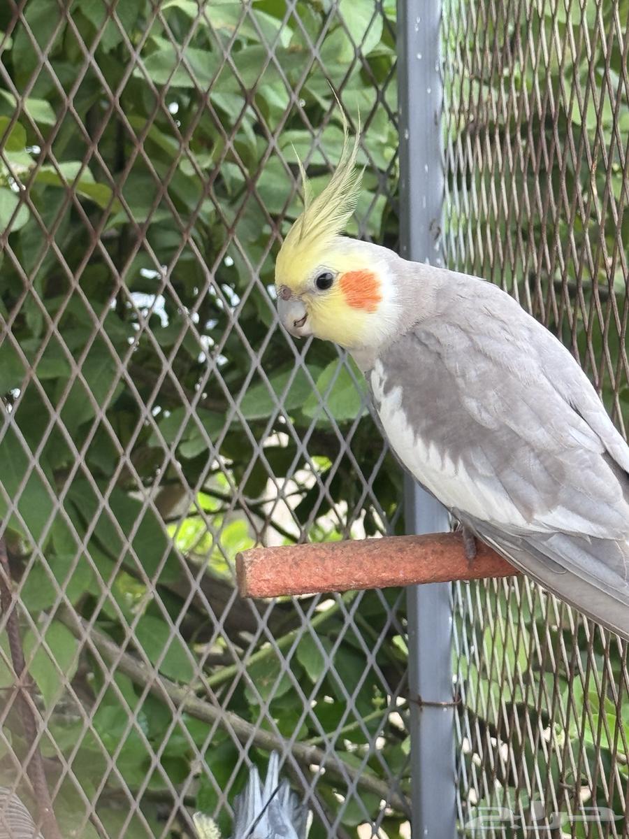 2 ذكور كروان64473997630083112