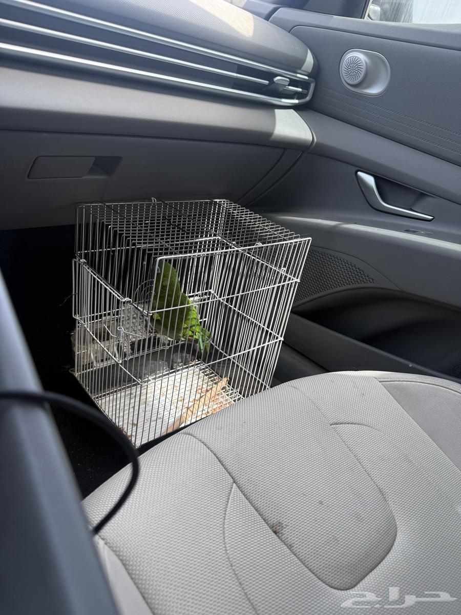 Pet delivery agent from the south to Jeddah64146512461441113