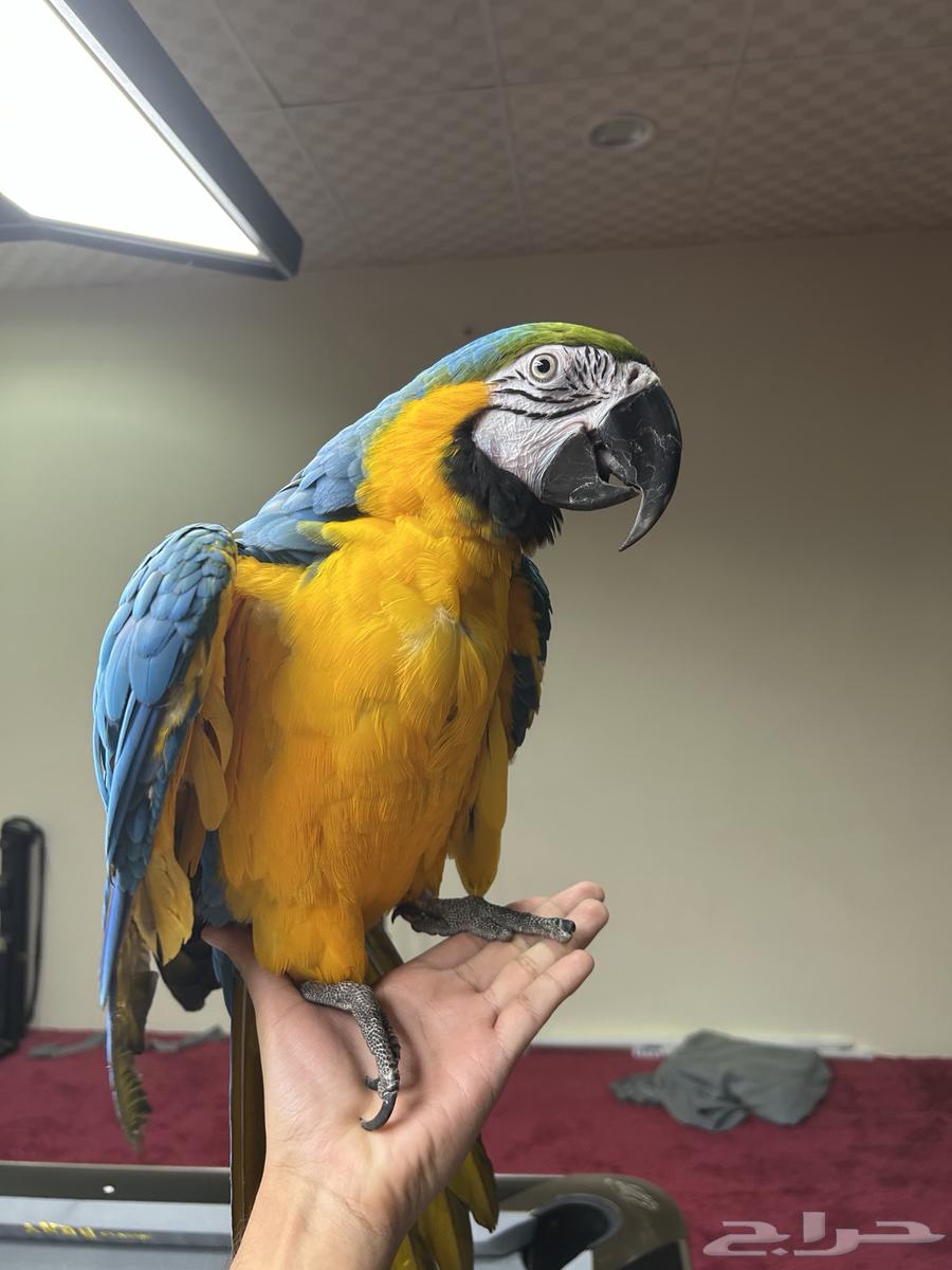 مكاو بلو اند قولد اليف تم البيع64471662949377110