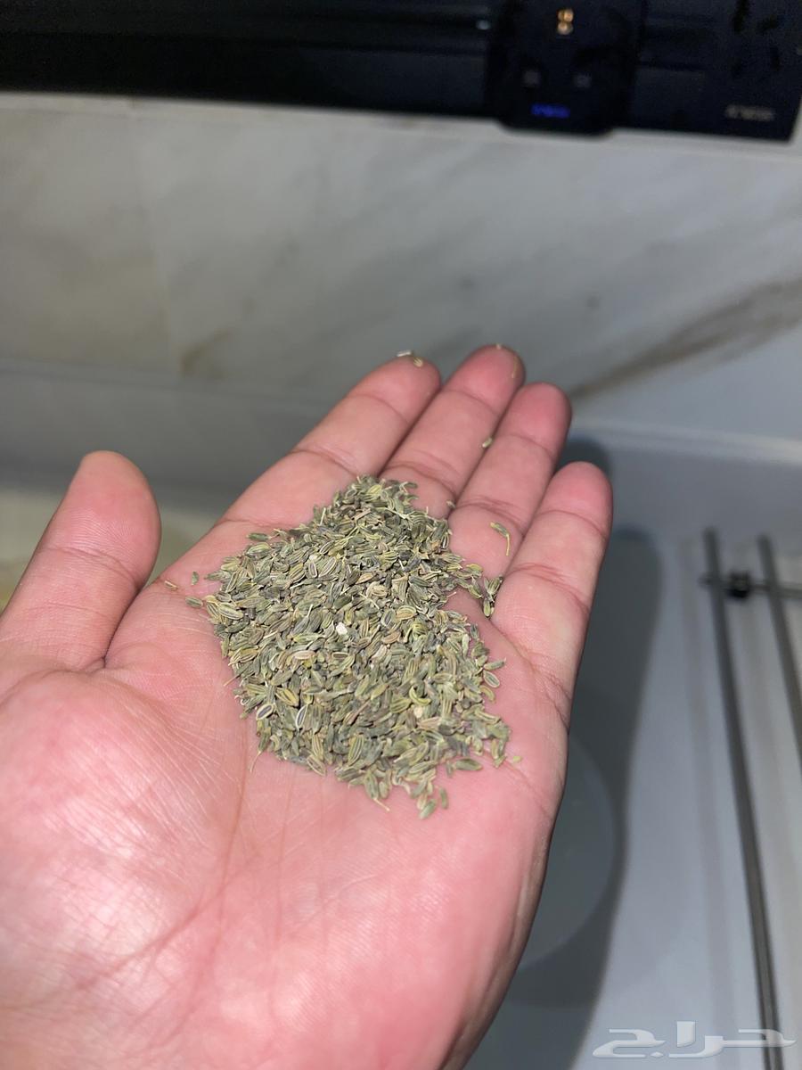 My local dates, this year's harvest64473191590530113