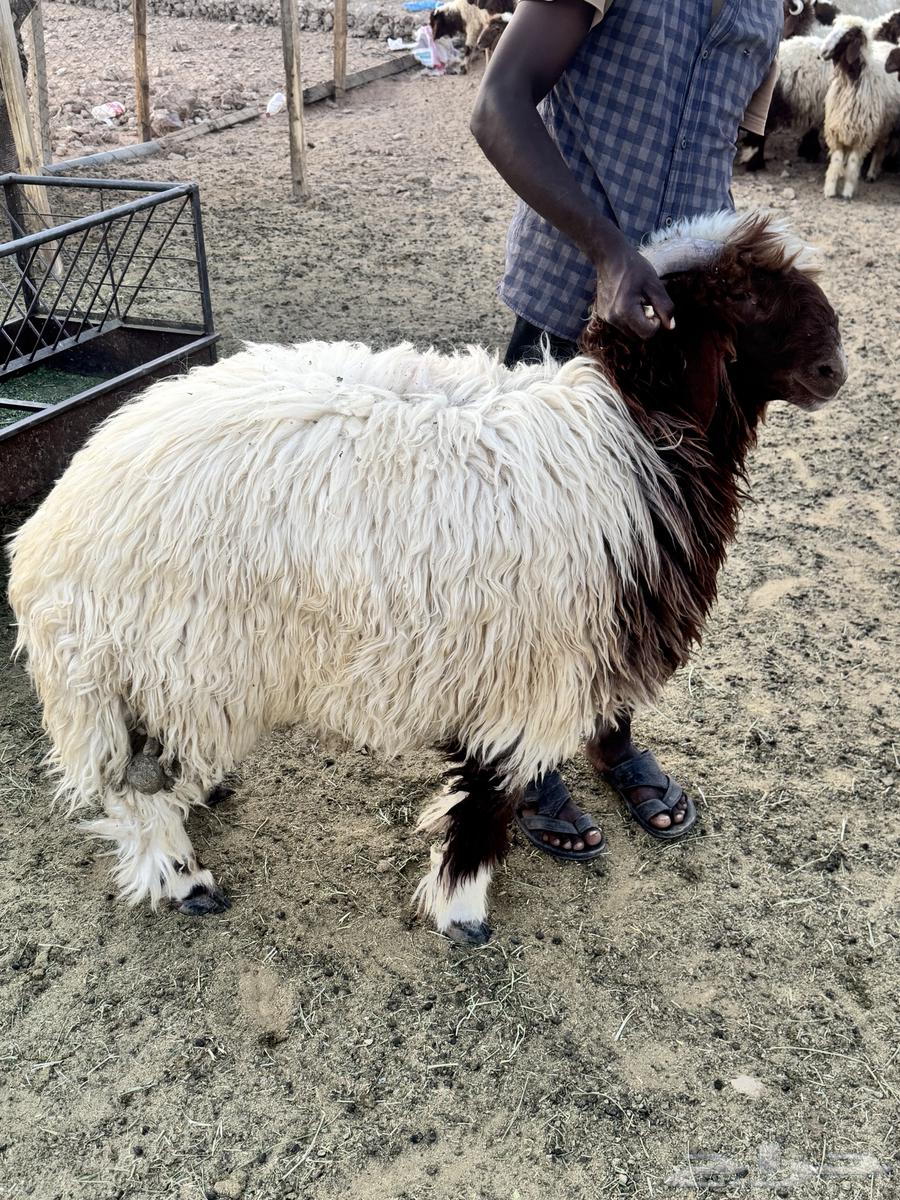 للبيع ذبايح نعيم بلدي64473332106627111