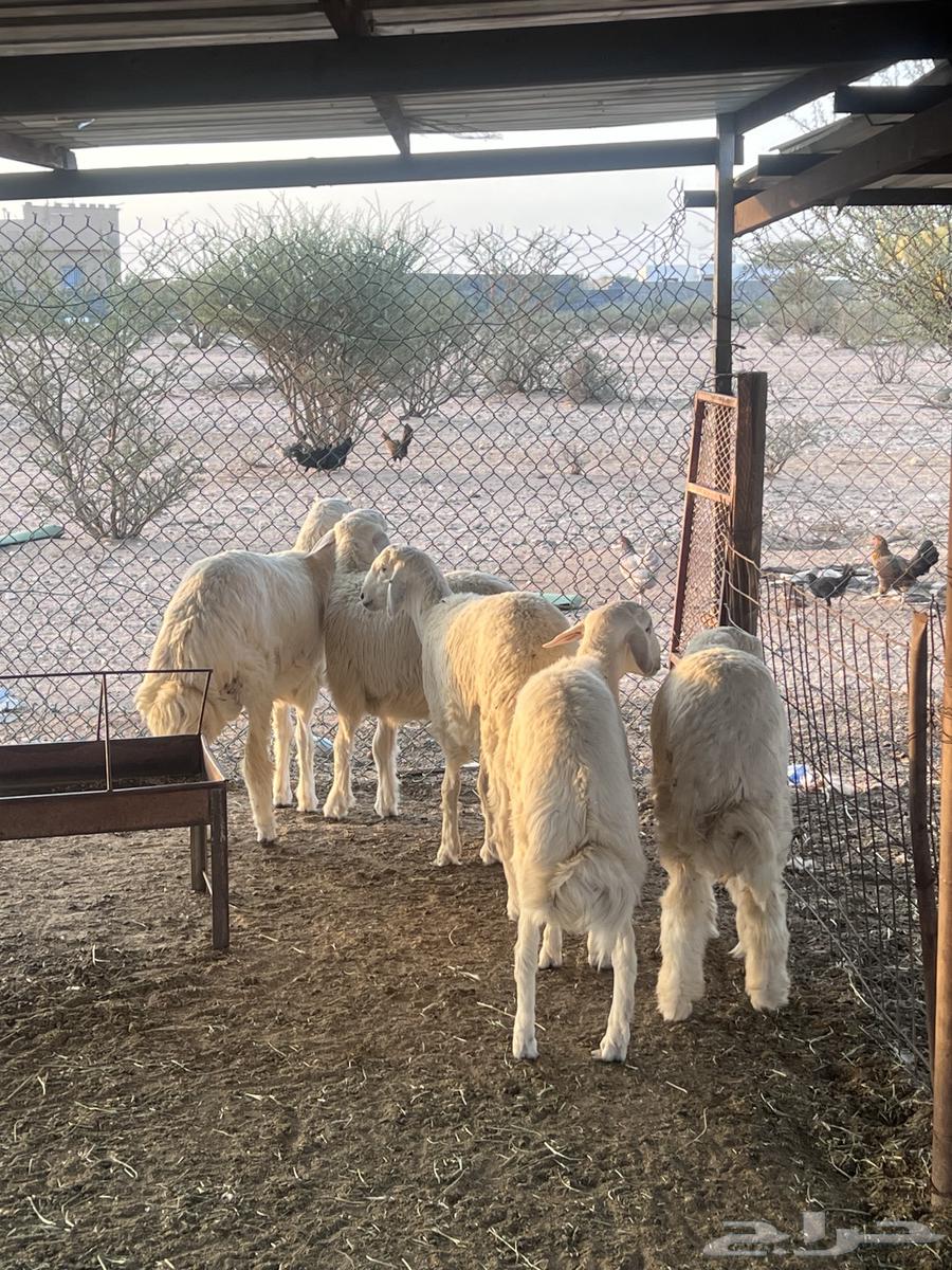 Clean refrigerator slaughter with suitable prices for all ages64476601087105110