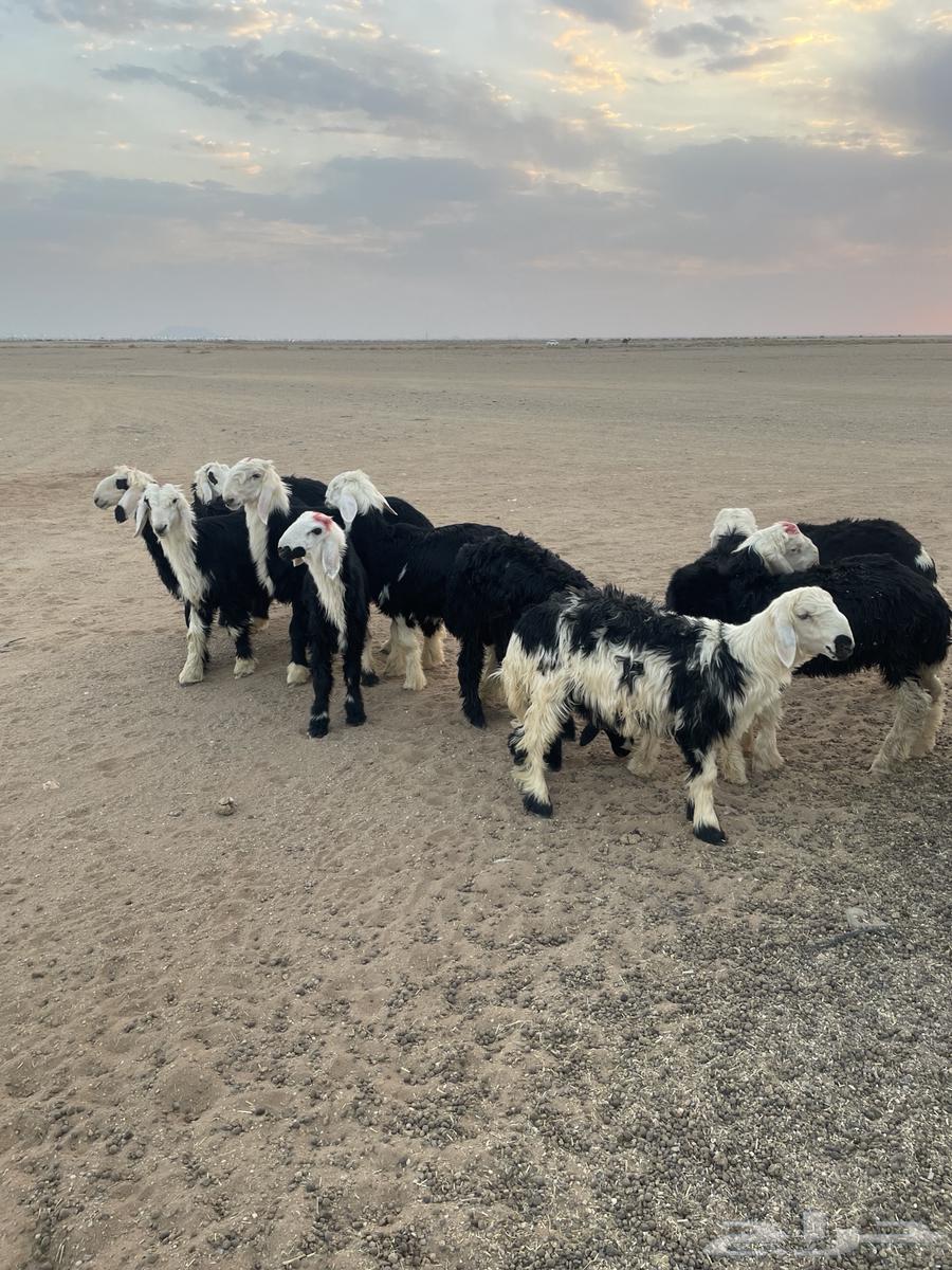 طليان نجد (( تم البيع ))64476531263619110