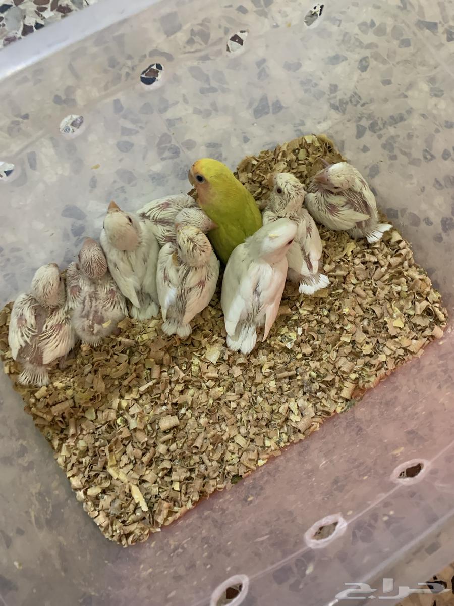 فروخ كروان للبيع64475016392321110