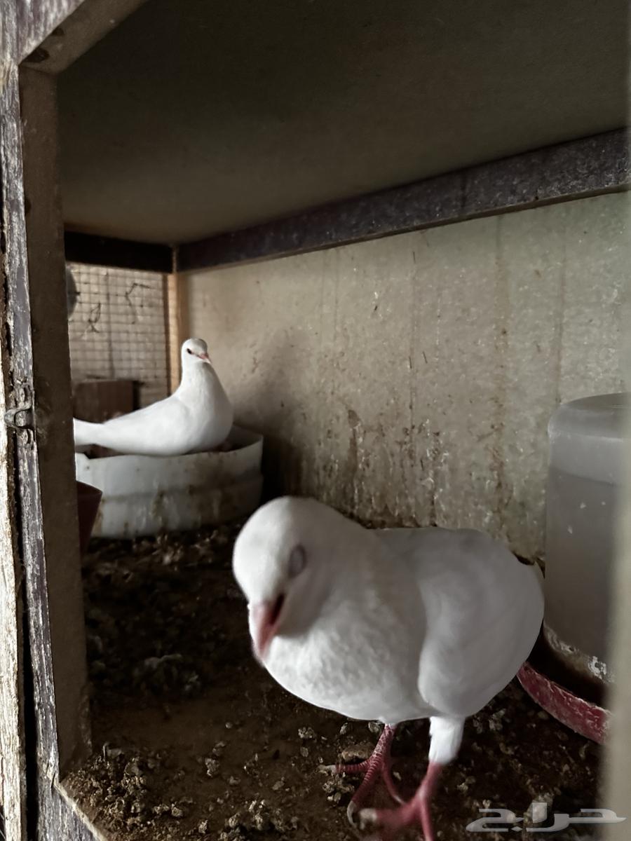 جوز صنعاوي بعياله64477282932226114