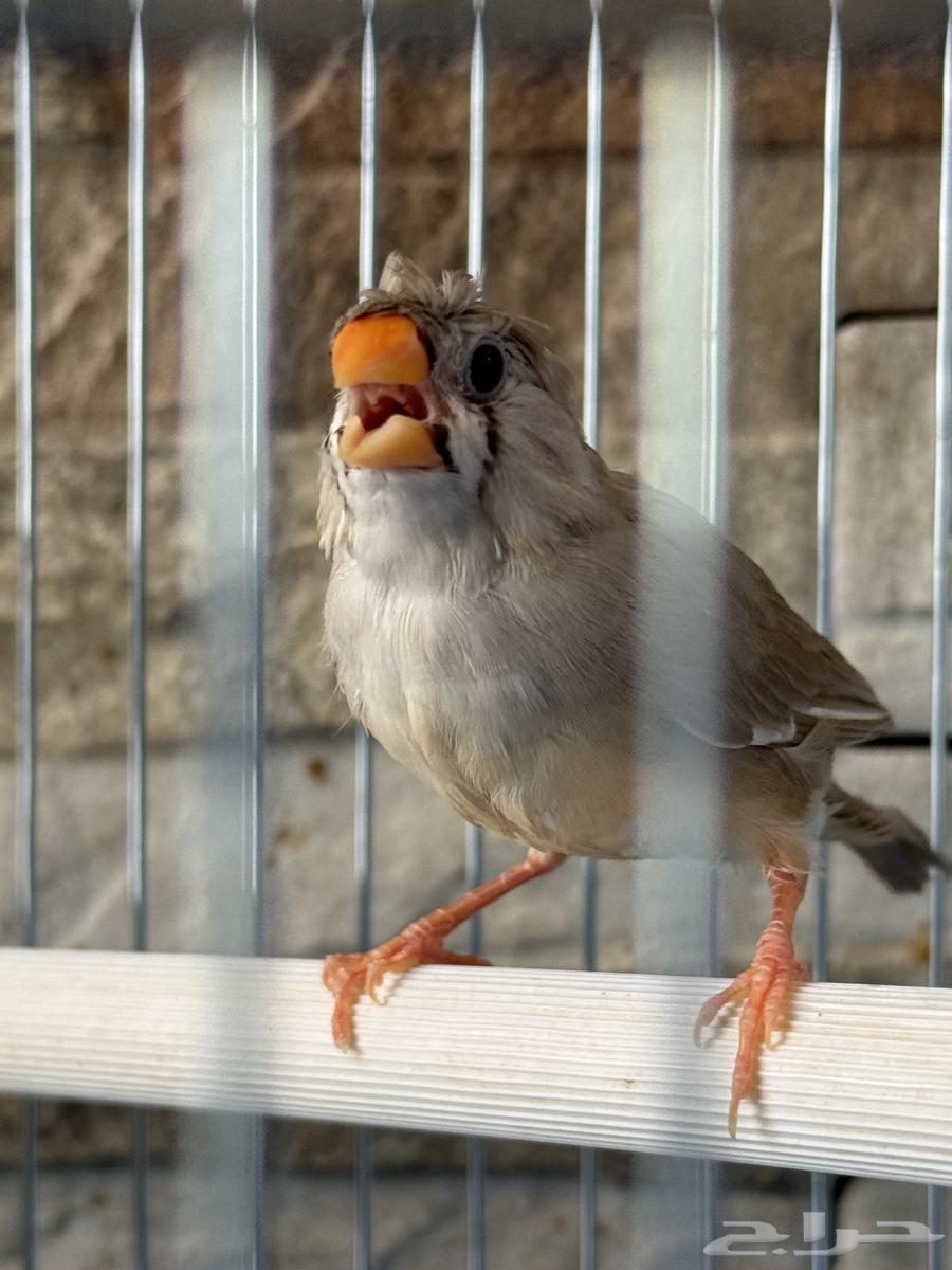 Zebra Regular Size (Crest)64475143427715112