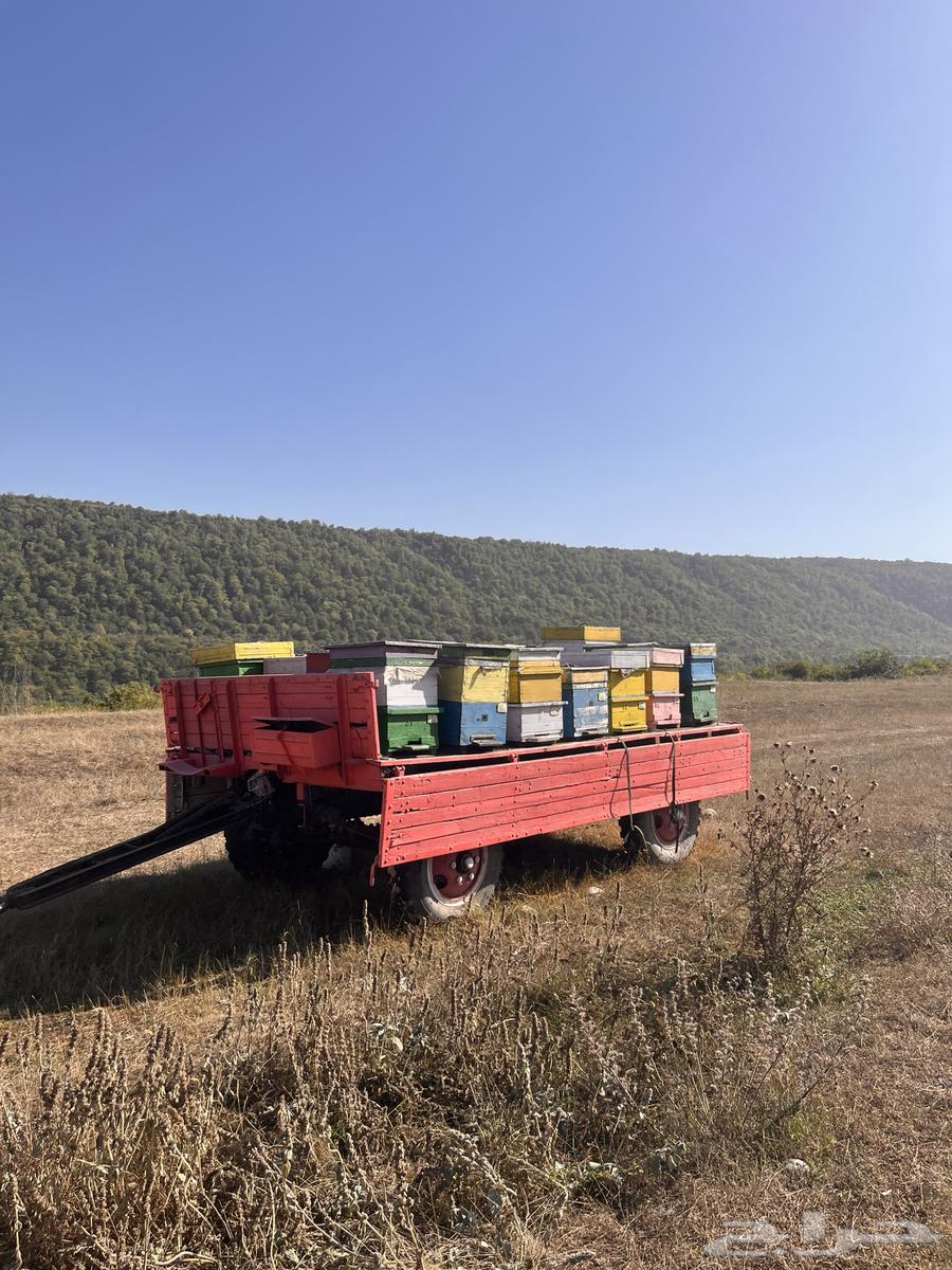 عسل مستورد من جبال وغابات طبيعي 10064476893778691111