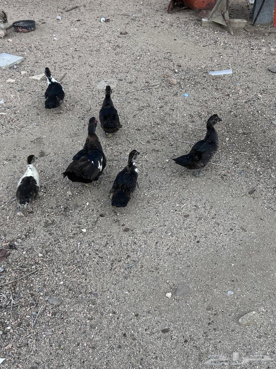 بط لبيع64476043883265110