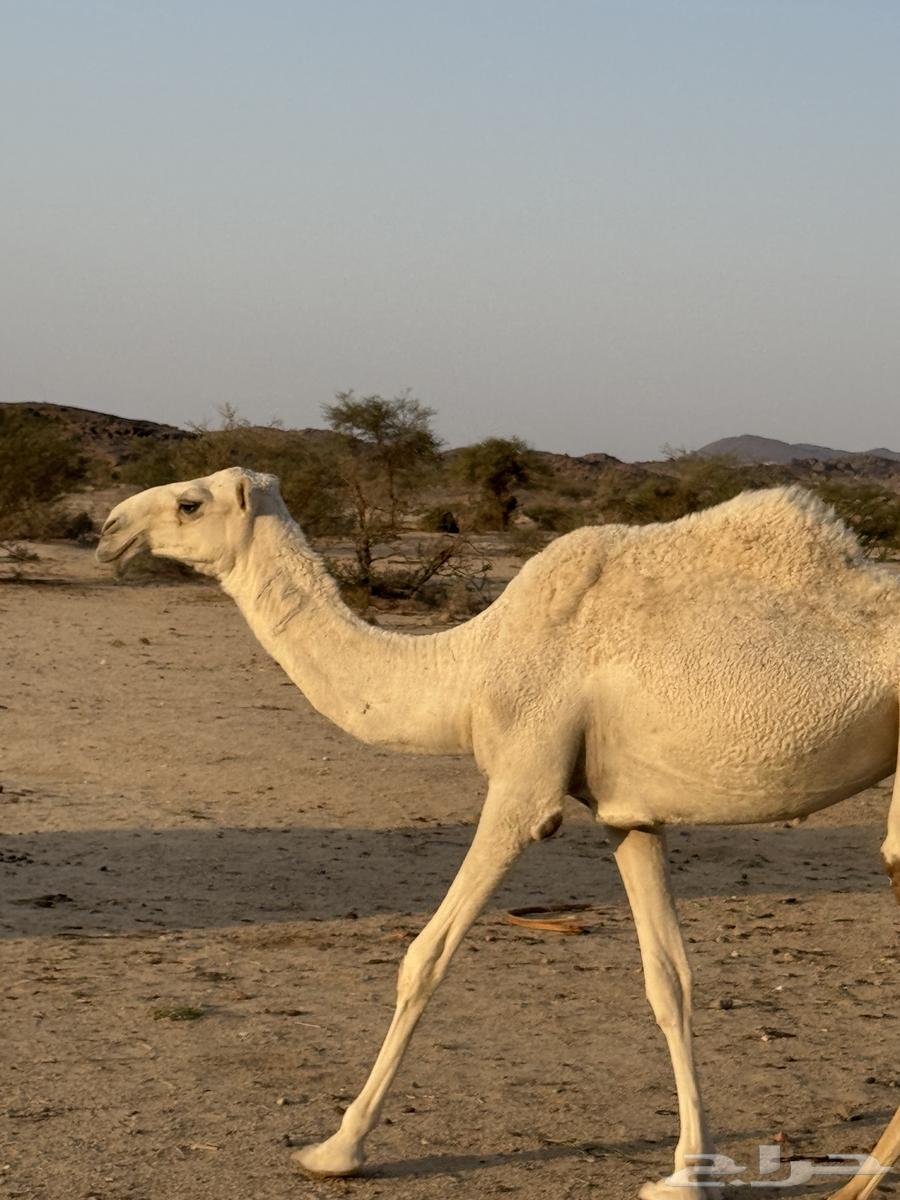 ابل للبيع64476420220417111