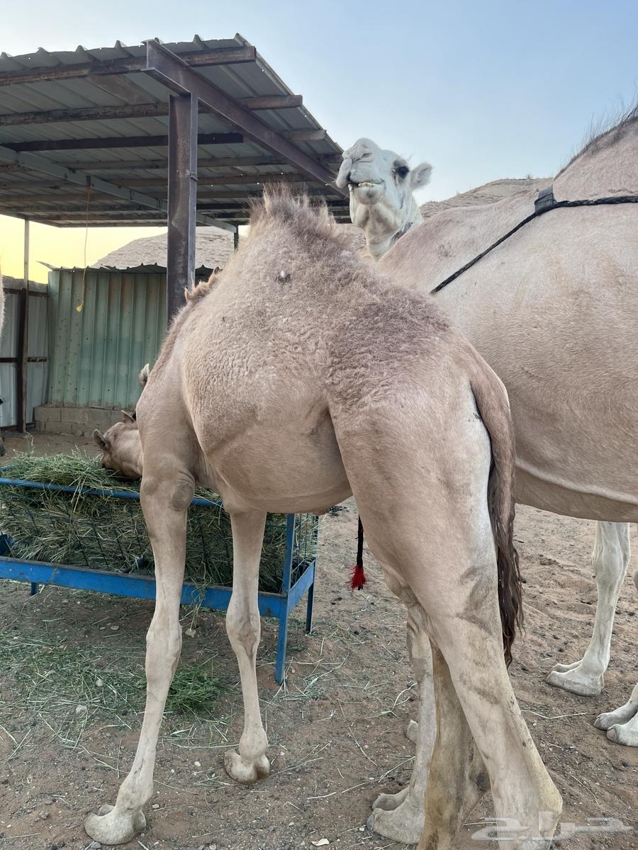 حاشي للبيع عمره 7 شهور حليب وبرسيم64477783264515113