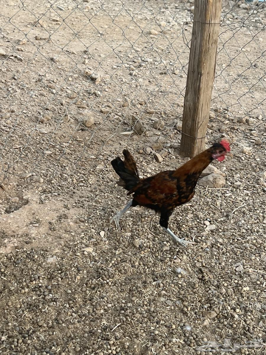 ديك بلدي64478498523906112