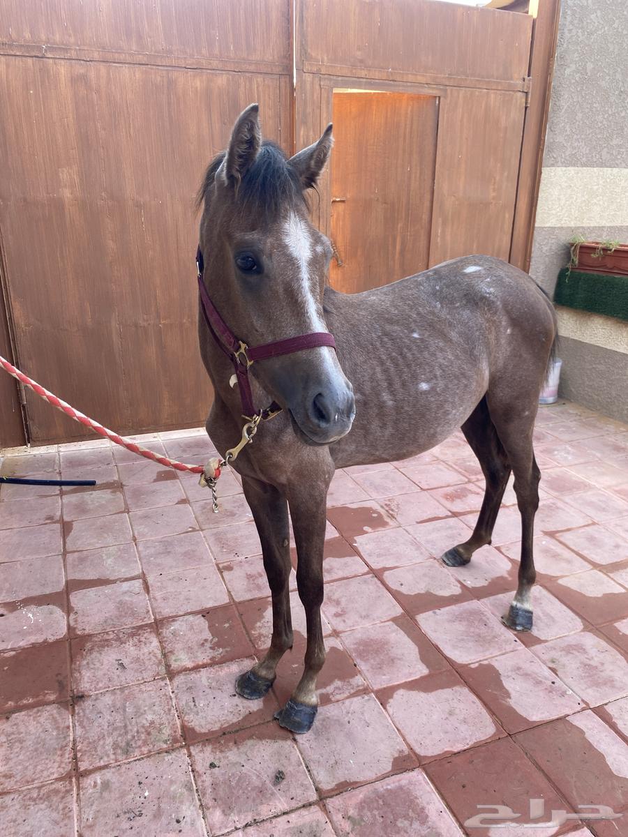 مهره شعبيه للبيع بالمجمعه64475946237057113