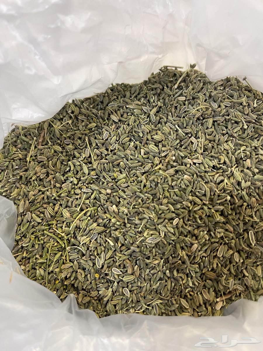 My local dates, this year's harvest64473191590530110