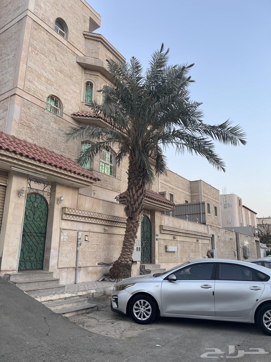 نخله برحي البيع64476699143681110