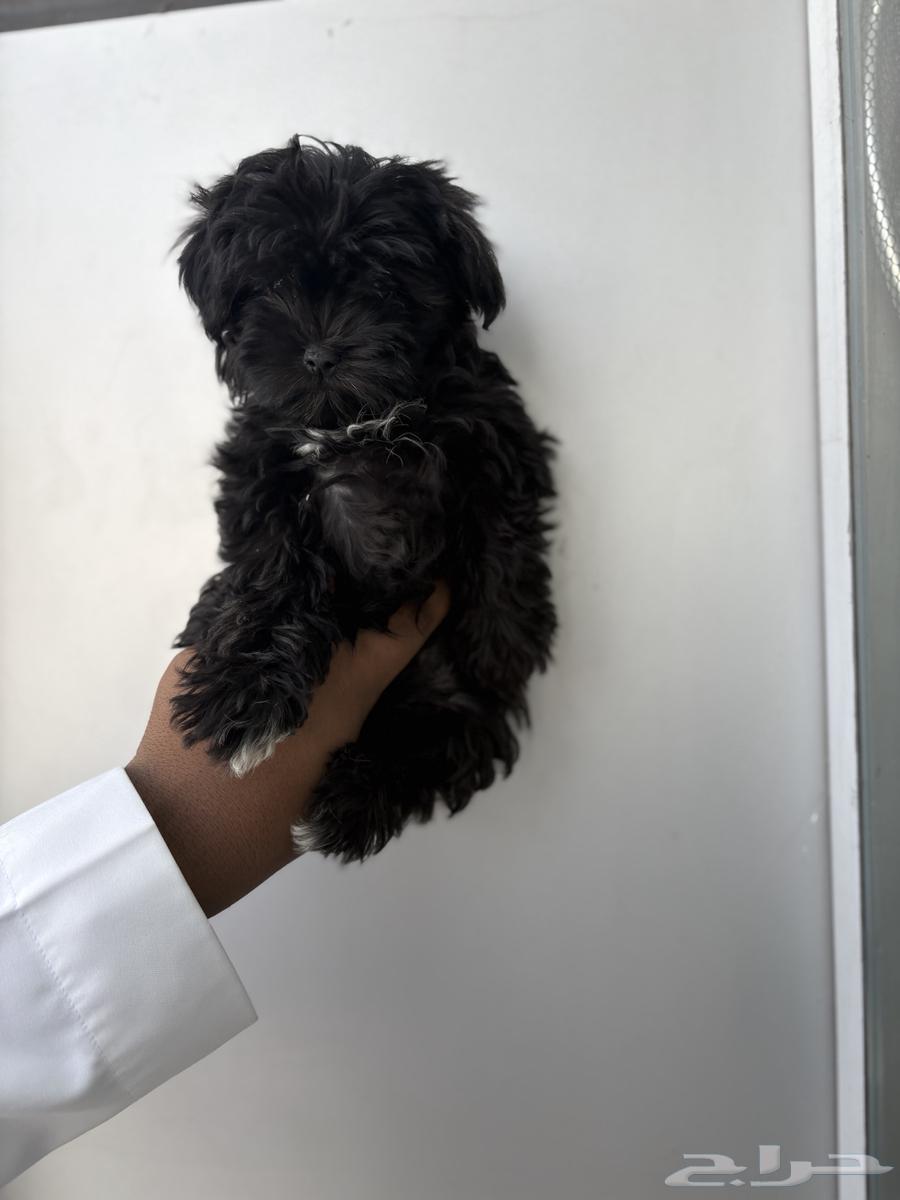 كلاب مالتيبو64474043805187113