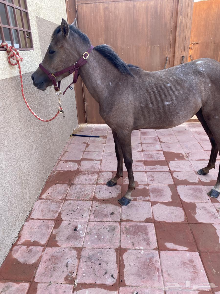 مهره شعبيه للبيع بالمجمعه64475946237057111