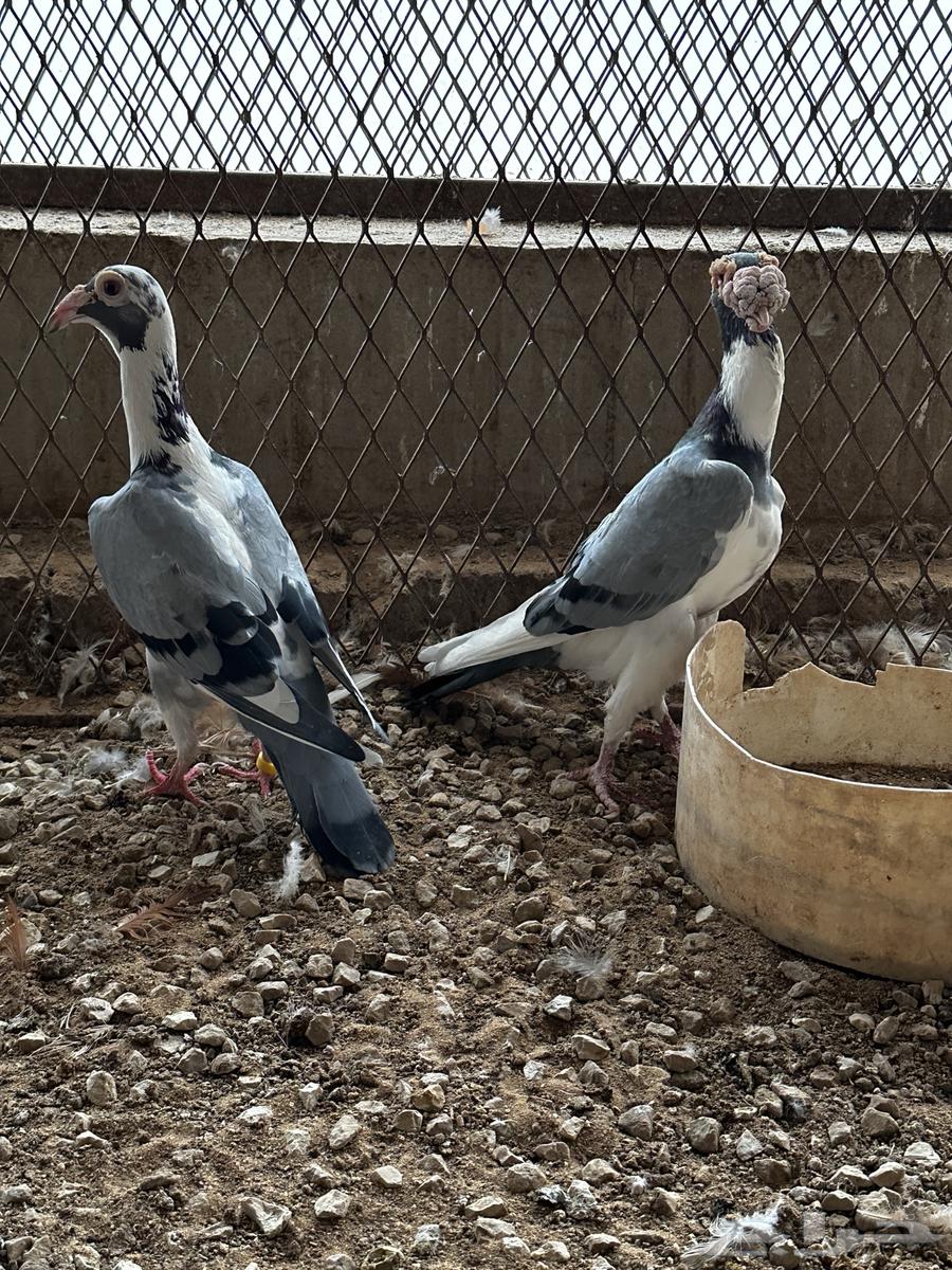 Jawz Karir64473527081217113