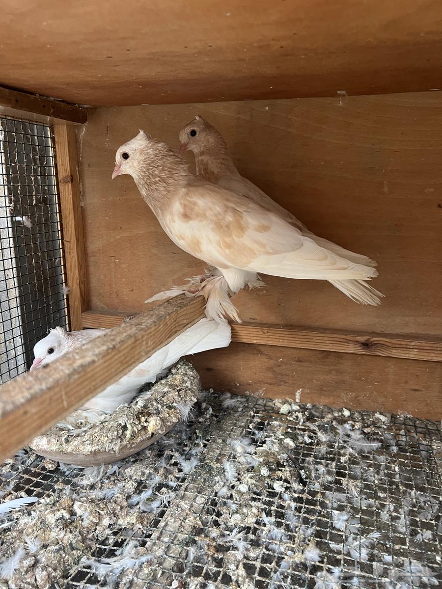 Productive Sana'ani pigeon pair64474314945155111