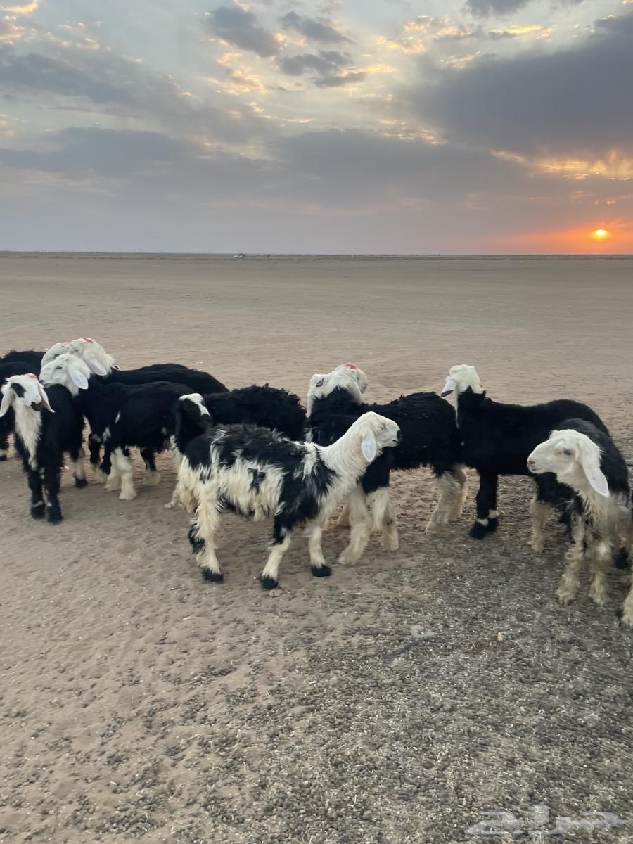 طليان نجد (( تم البيع ))64476531263619112