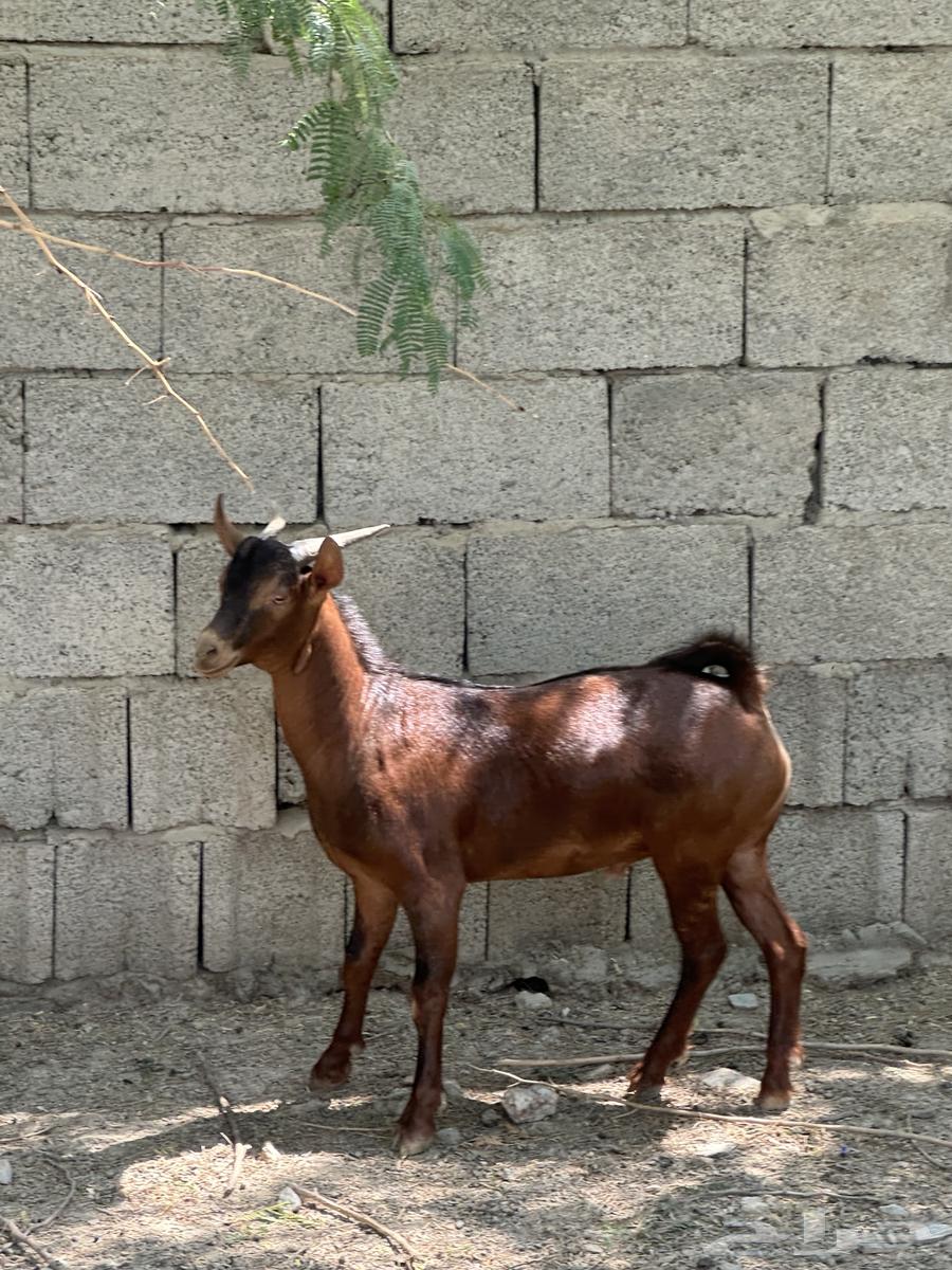 تيس بلدي ماشاءالله تبارك الله64473933250306111