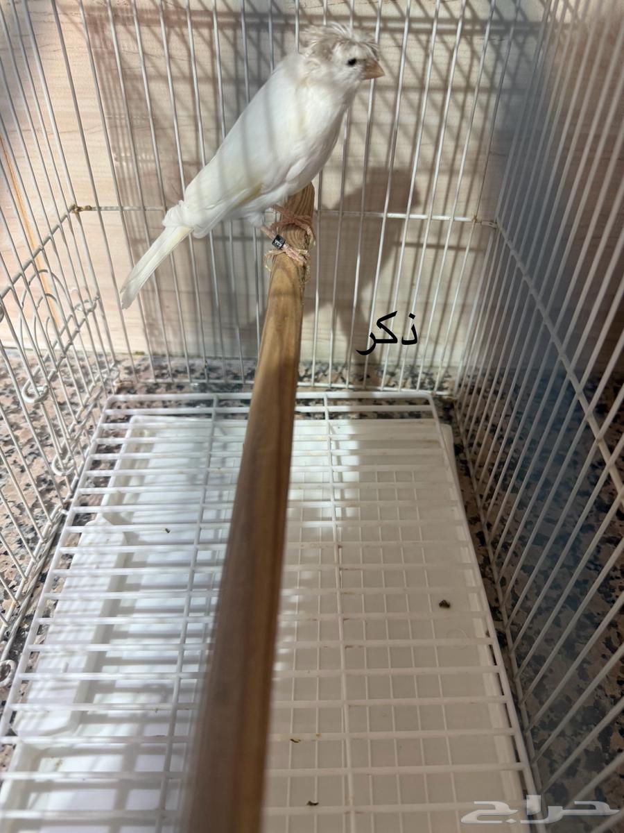 للبيع كناري اناثي وذكور منتجين64475016361091111