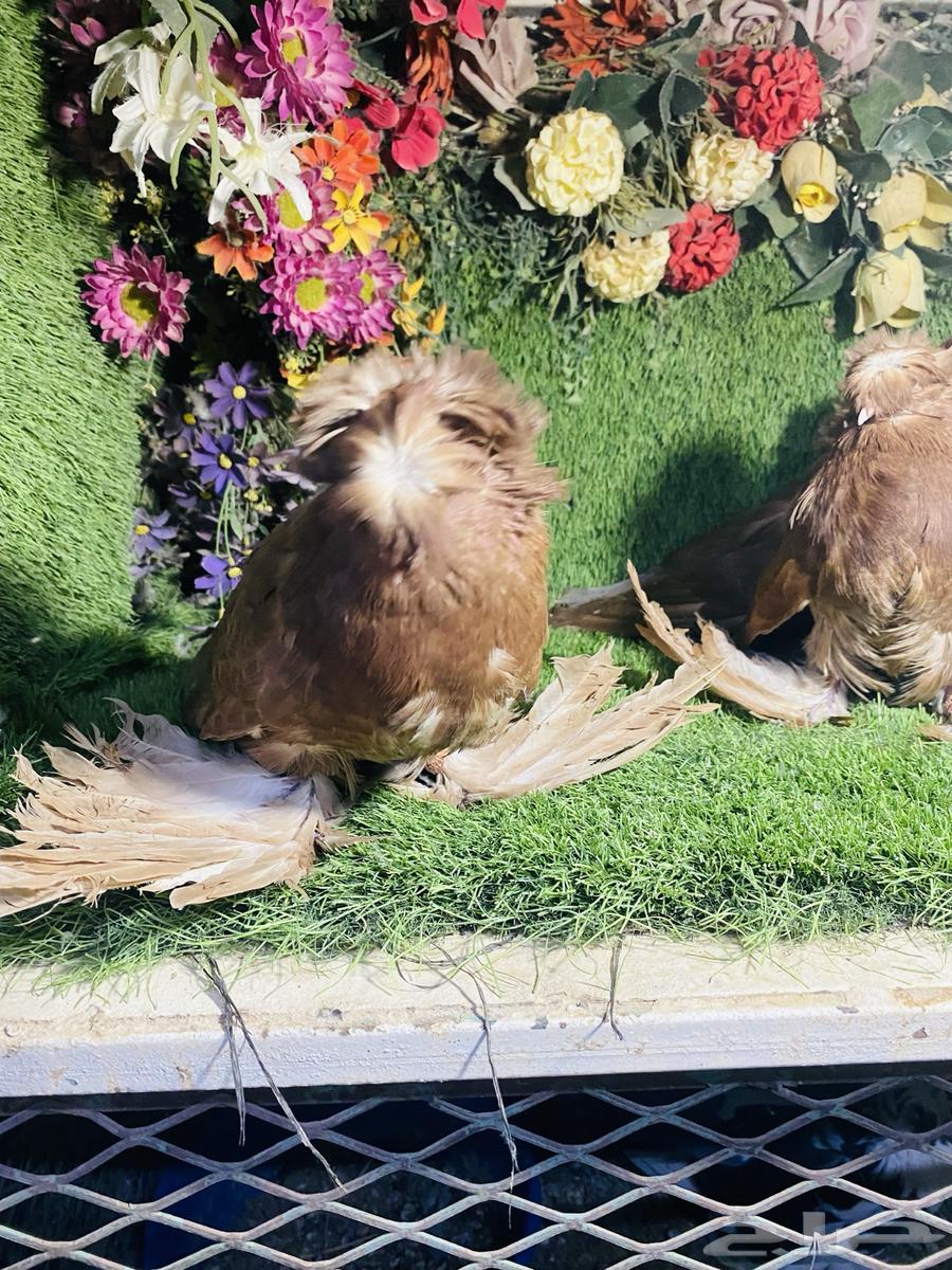 للبيع مجموعة بخارات حمر64478155949187111