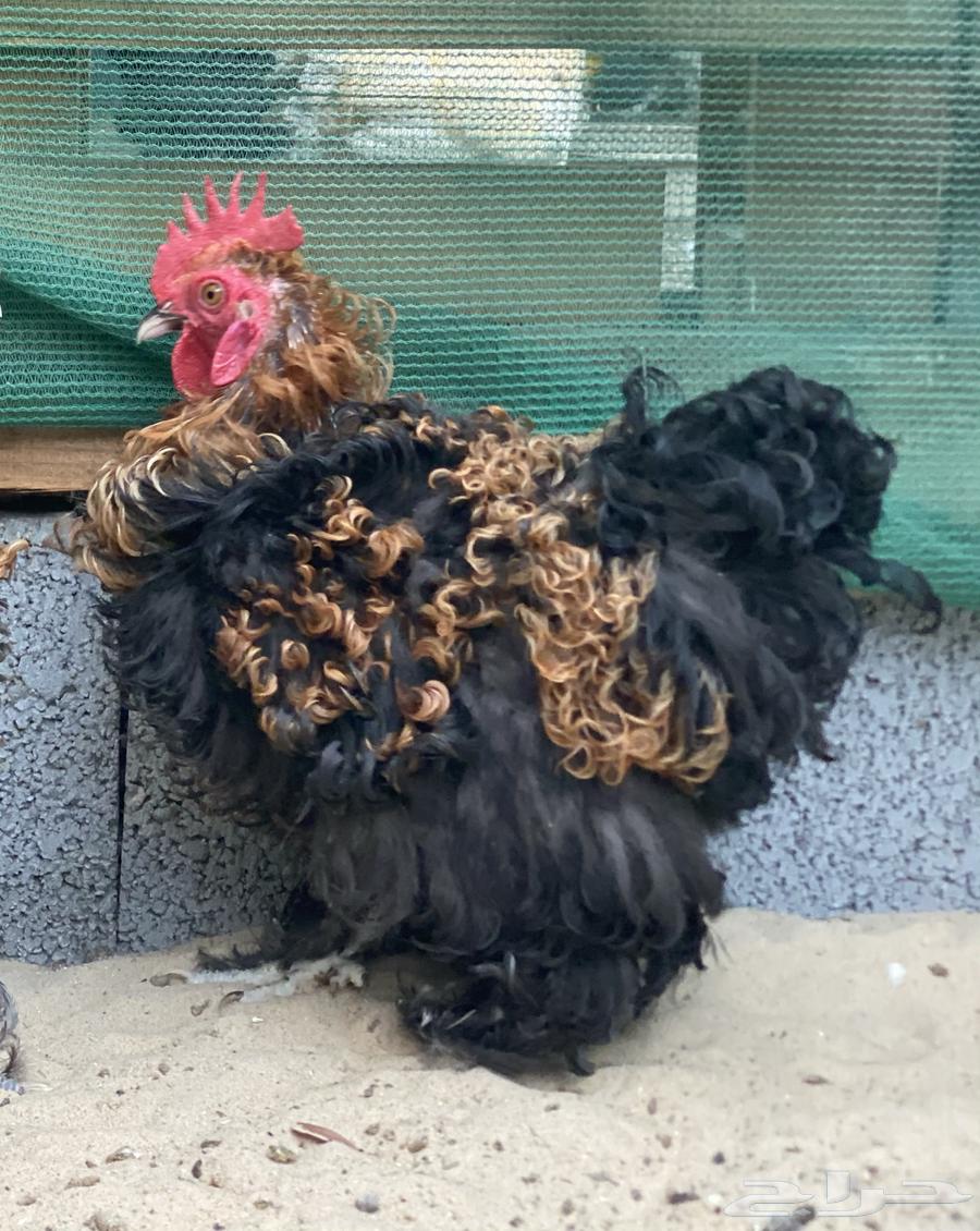 Koshen minced chicken64478374956675110