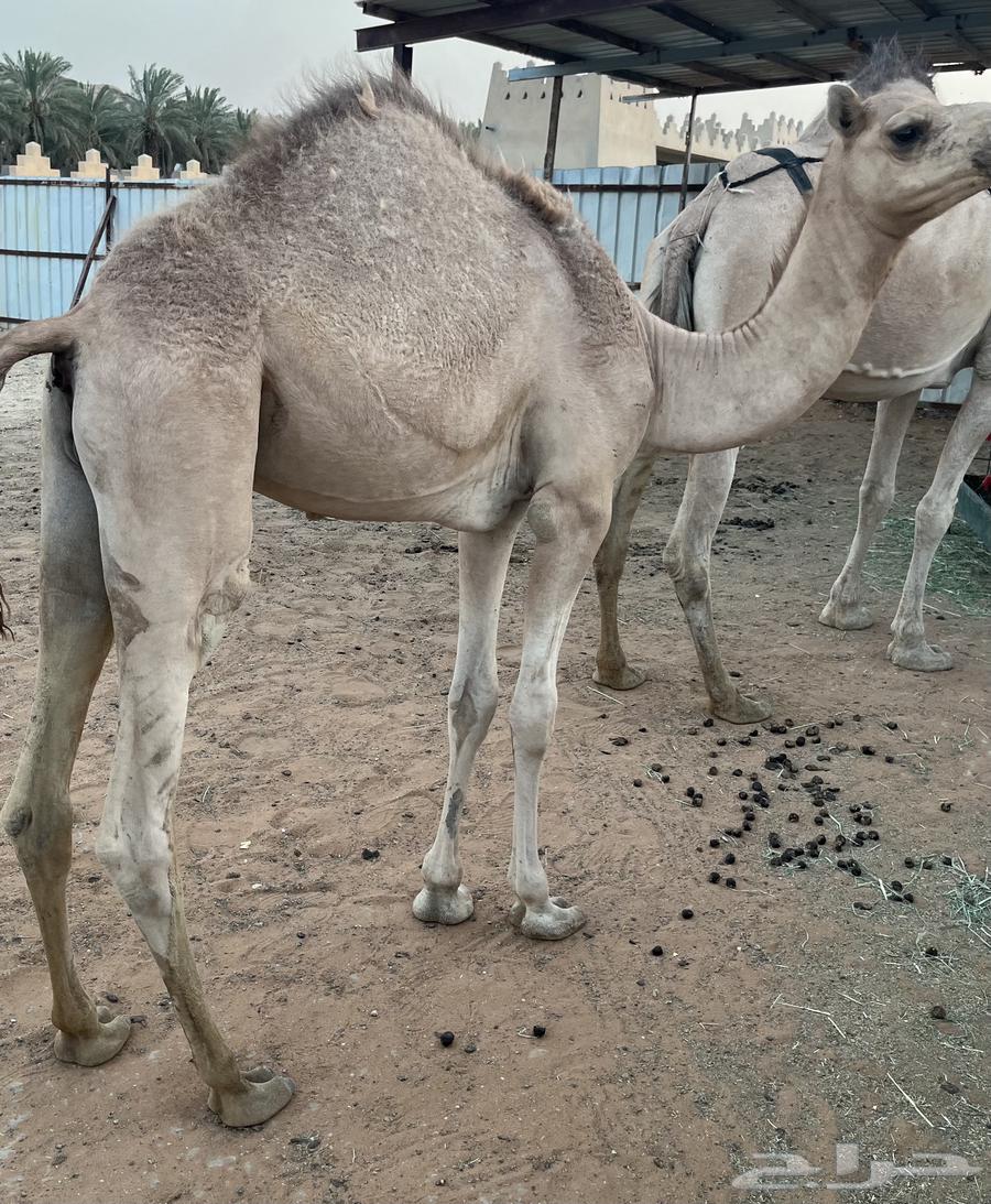 حاشي للبيع عمره 7 شهور حليب وبرسيم64477783264515110