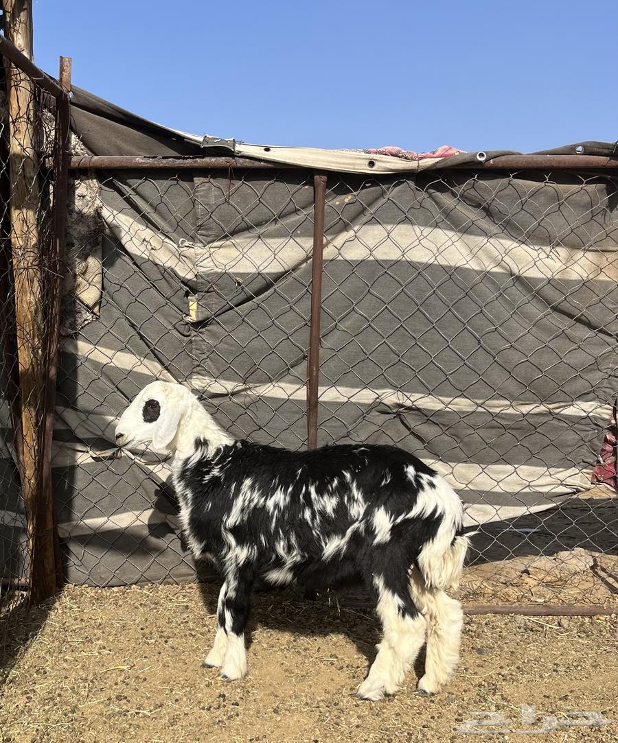 طلي سمين ونظيف860  فقط64473597112835113