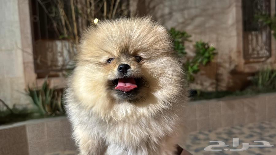 Pomeranian كلب بومرينيان تي64474075692929110