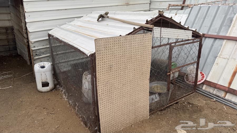 There are five pens suitable for sheep, pigeons, and decorative birds64472352660739114