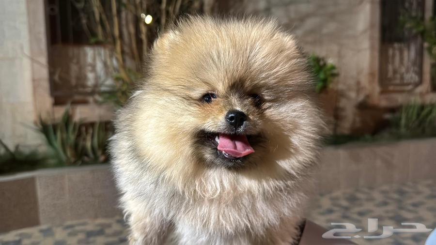 Pomeranian كلب بومرينيان تي64474075692929111
