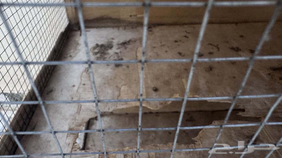 Rabbit Hutch64476545257987112