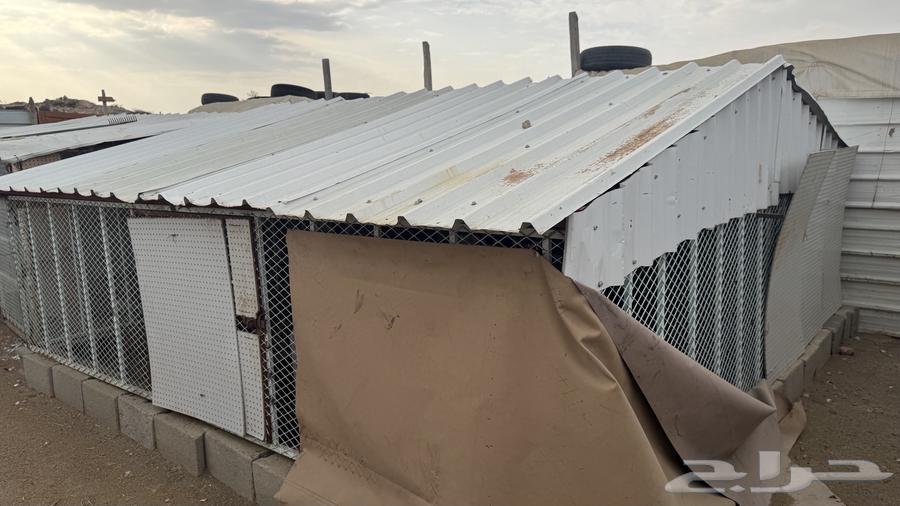 There are five pens suitable for sheep, pigeons, and decorative birds64472352660739113