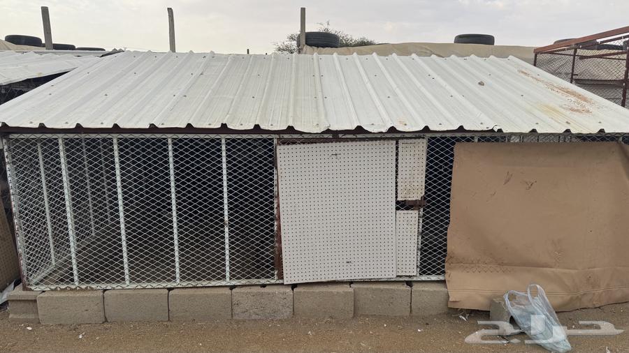 There are five pens suitable for sheep, pigeons, and decorative birds64472352660739111