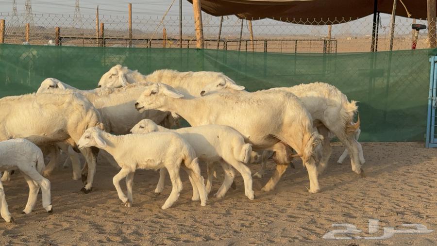 غنم حريات خلفات عددها 24 معاها 21 والفحل64476726821377113