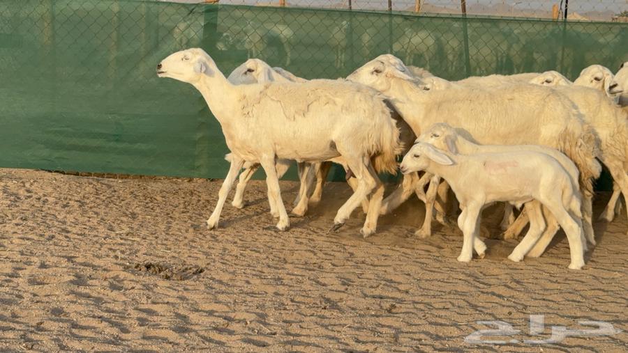 غنم حريات خلفات عددها 24 معاها 21 والفحل64476726821377110