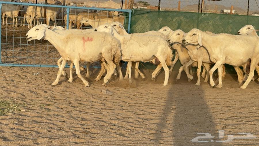 غنم حريات خلفات عددها 24 معاها 21 والفحل64476726821377112