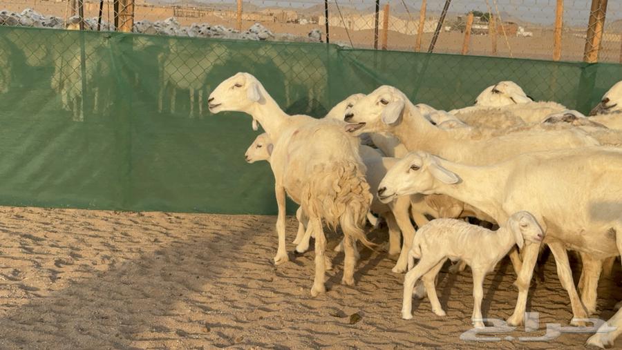 غنم حريات خلفات عددها 24 معاها 21 والفحل64476726821377111