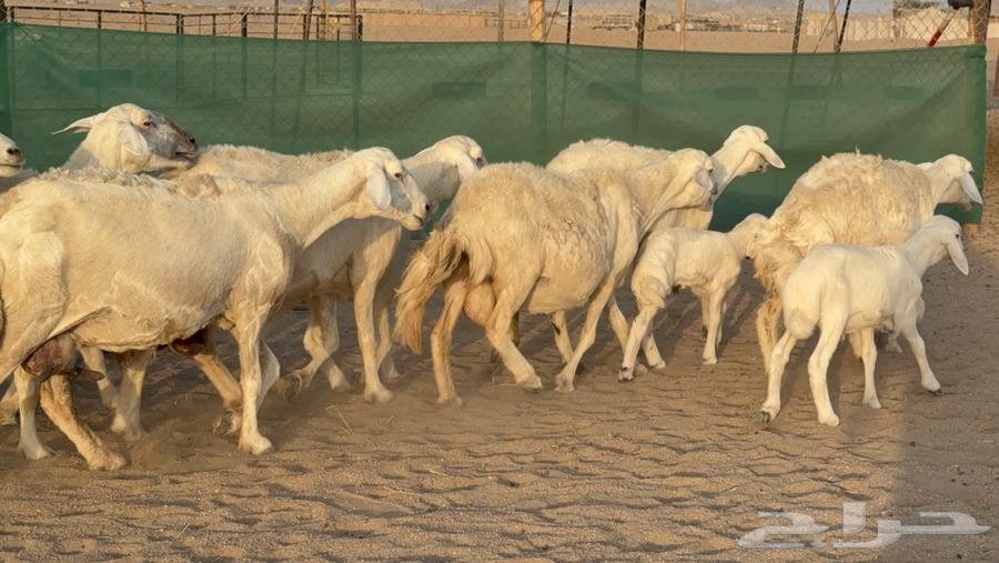 غنم حريات خلفات عددها 24 معاها 21 والفحل64476726821377114